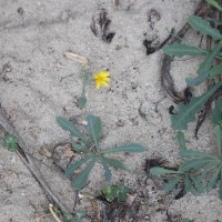 Launaea sarmentosa (Willd.) Kuntze